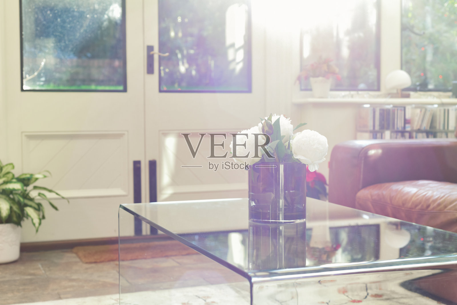 早晨，自然光透过窗户照射到现代温室室内照片摄影图片