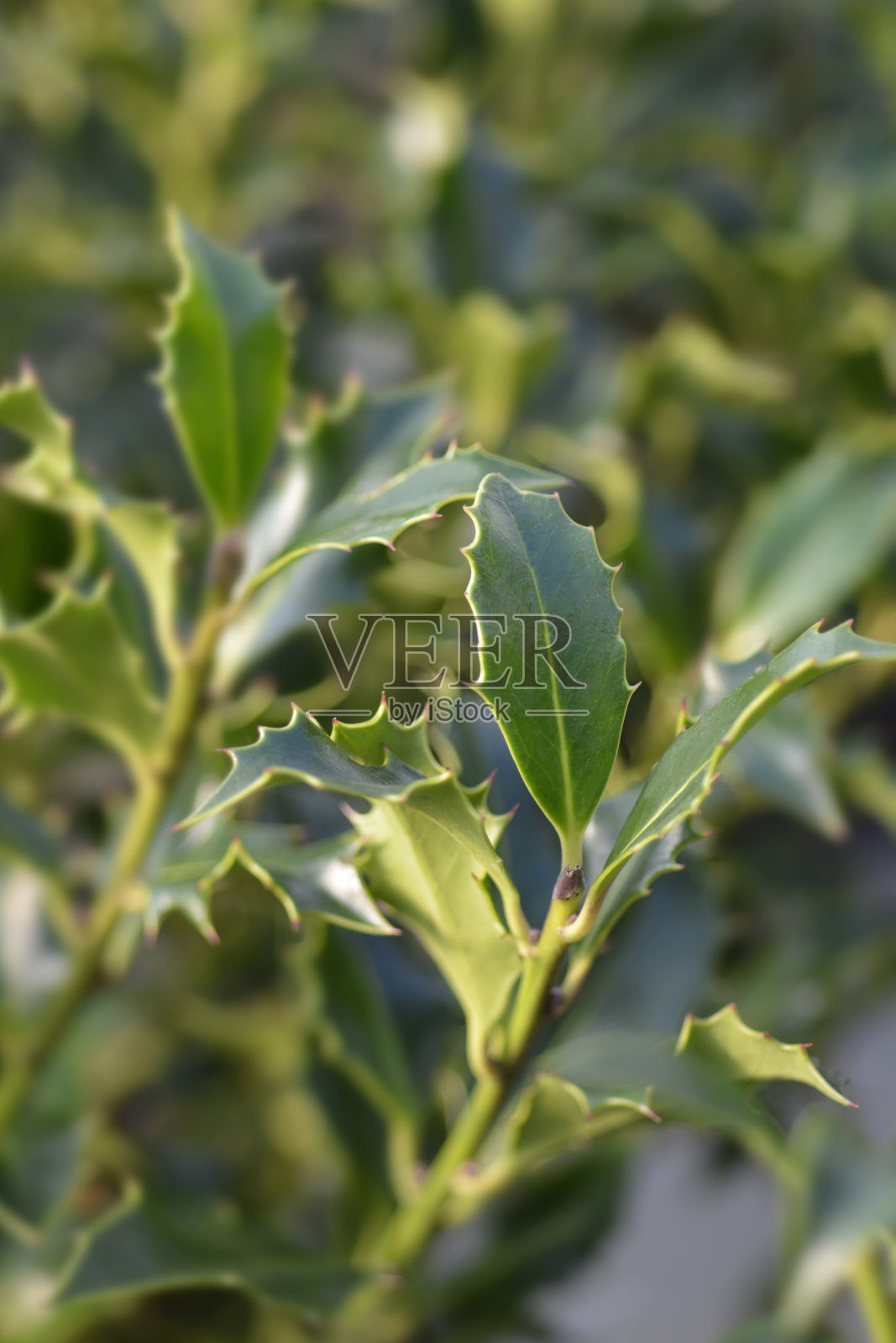 冬青阿拉斯加照片摄影图片