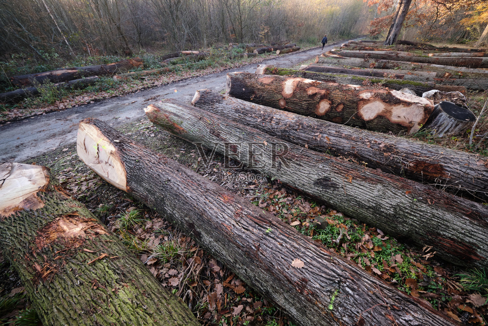 砍伐森林中的树木照片摄影图片
