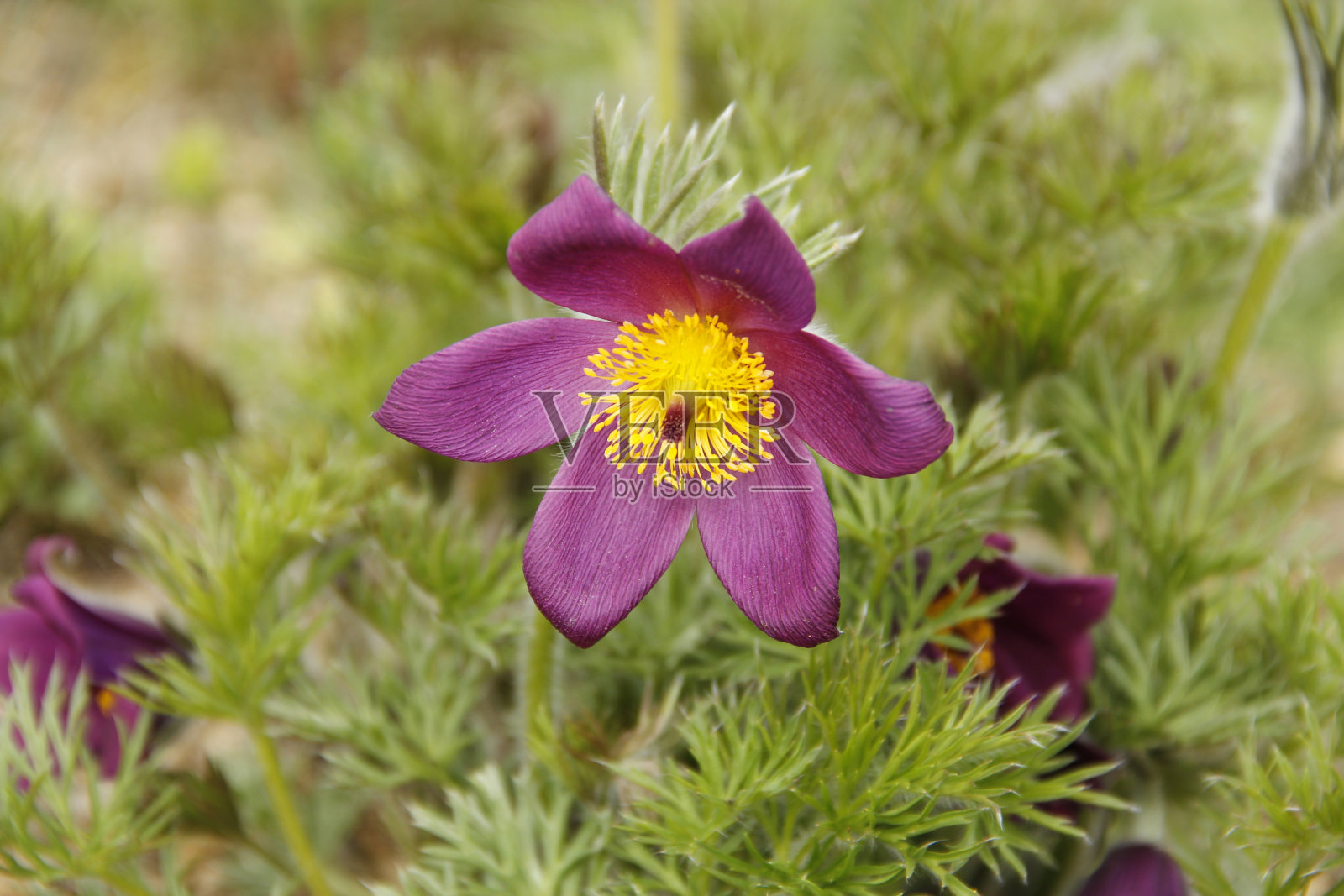 厨房夹(白头翁)照片摄影图片