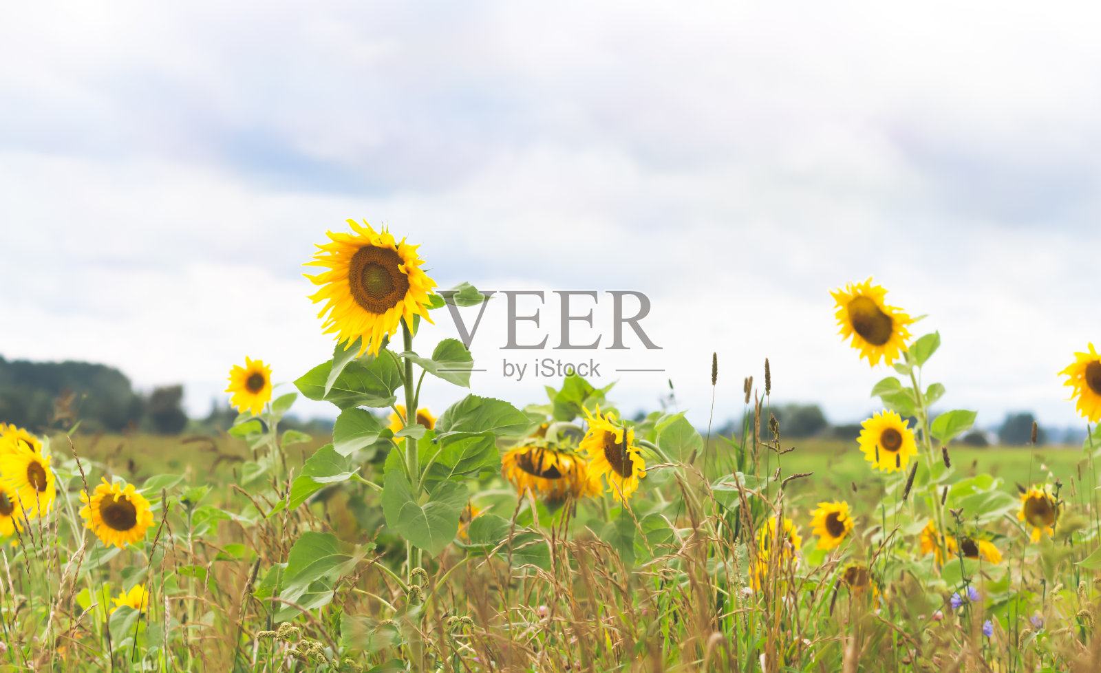 夏天的向日葵田照片摄影图片