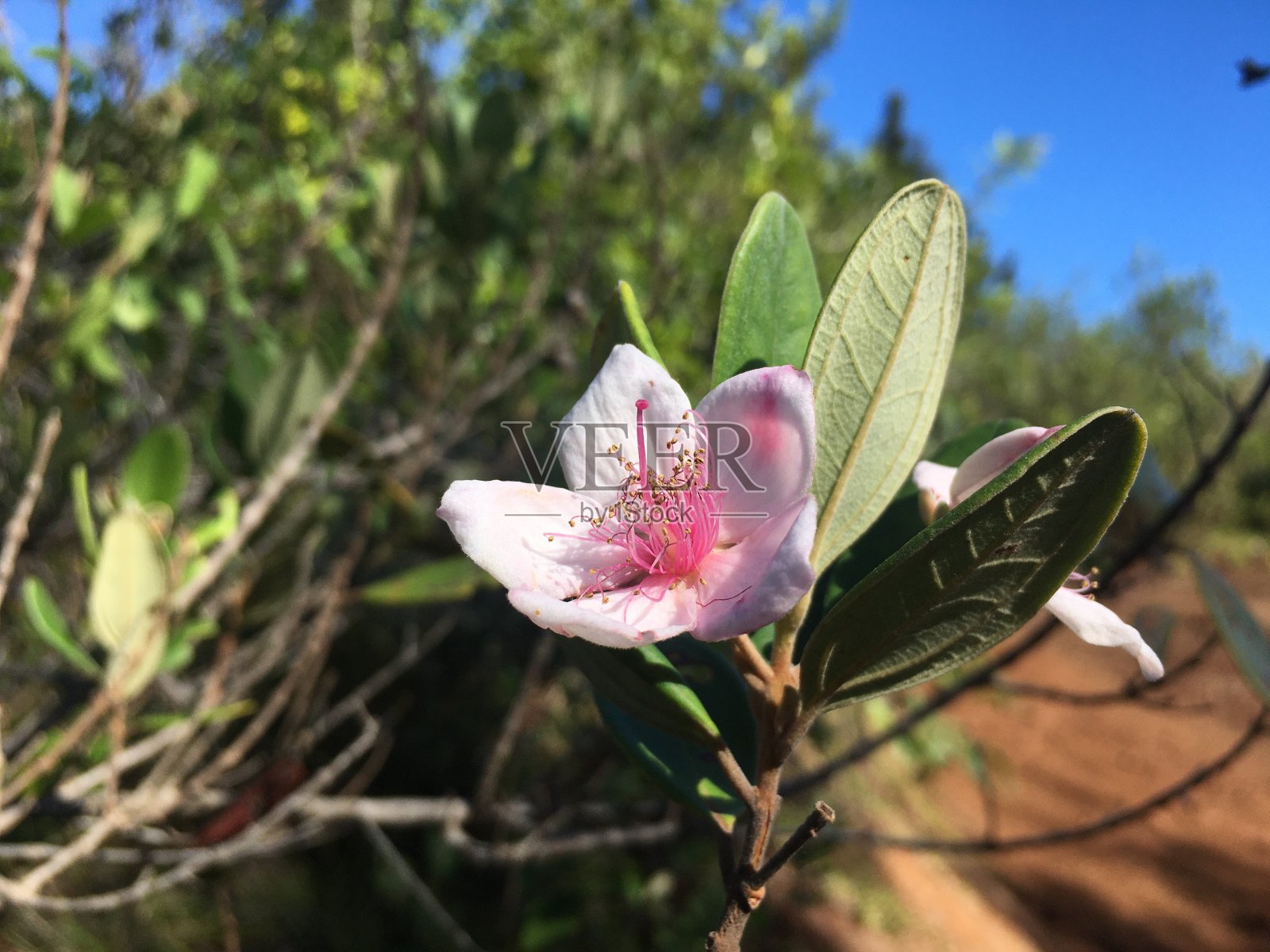 夏威夷考艾岛里休的冬季山脉。照片摄影图片