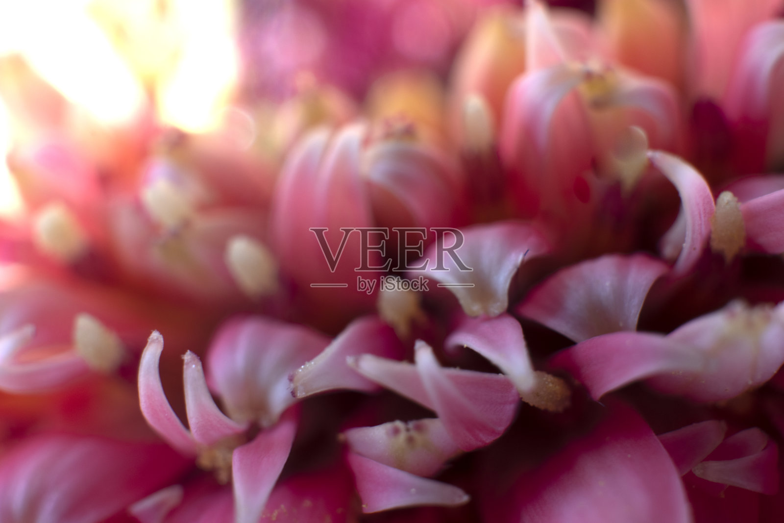 非洲菊花，照片与微距技术。抽象的图片照片摄影图片