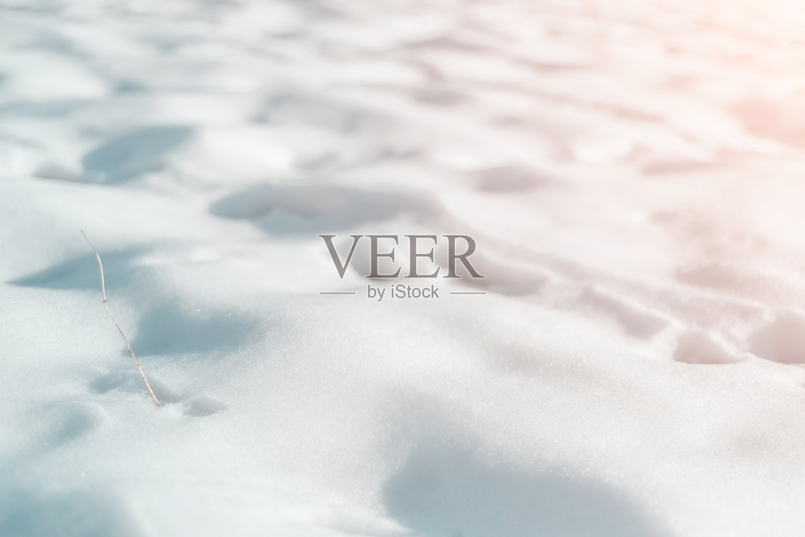 有一株植物伸出的雪地照片摄影图片