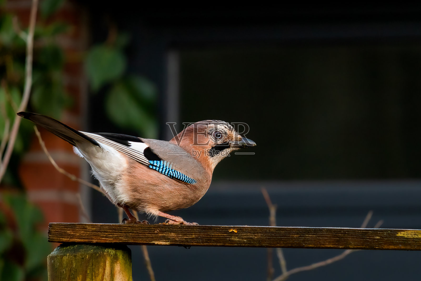 鸟类照片摄影图片