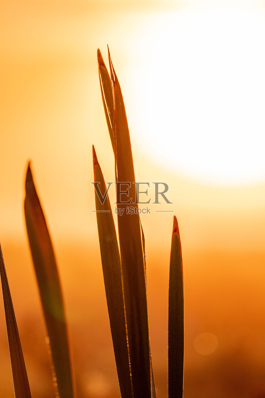 草日出时照片摄影图片