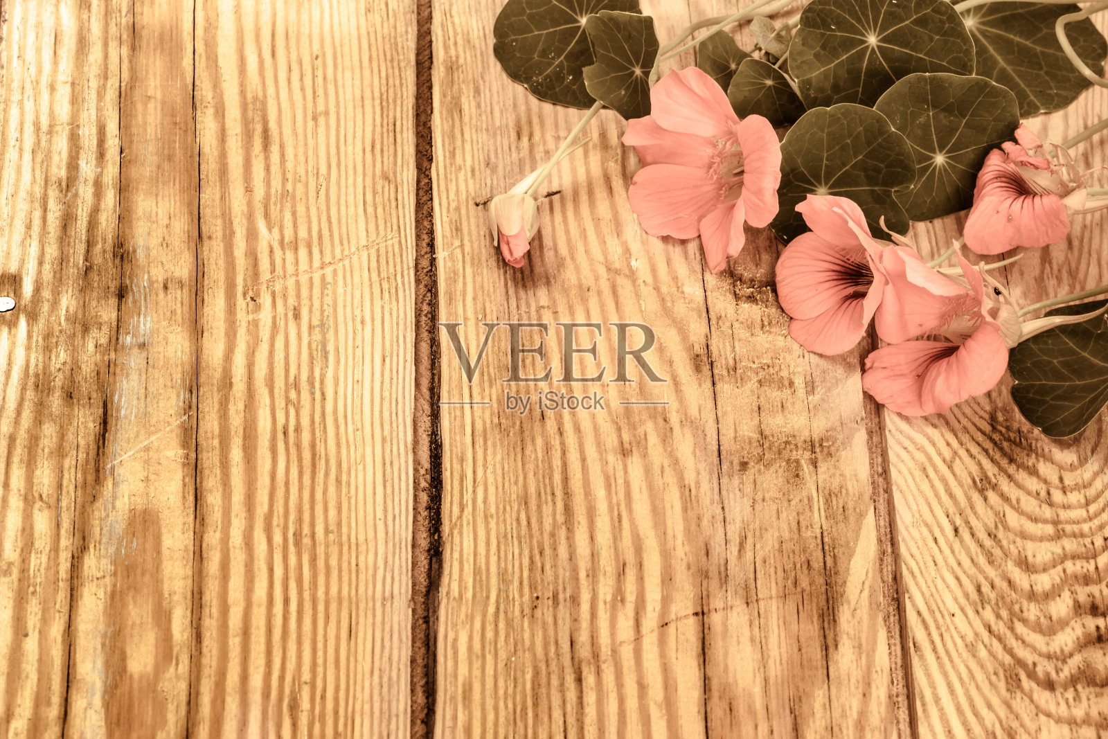 旱金莲花在木制背景照片摄影图片