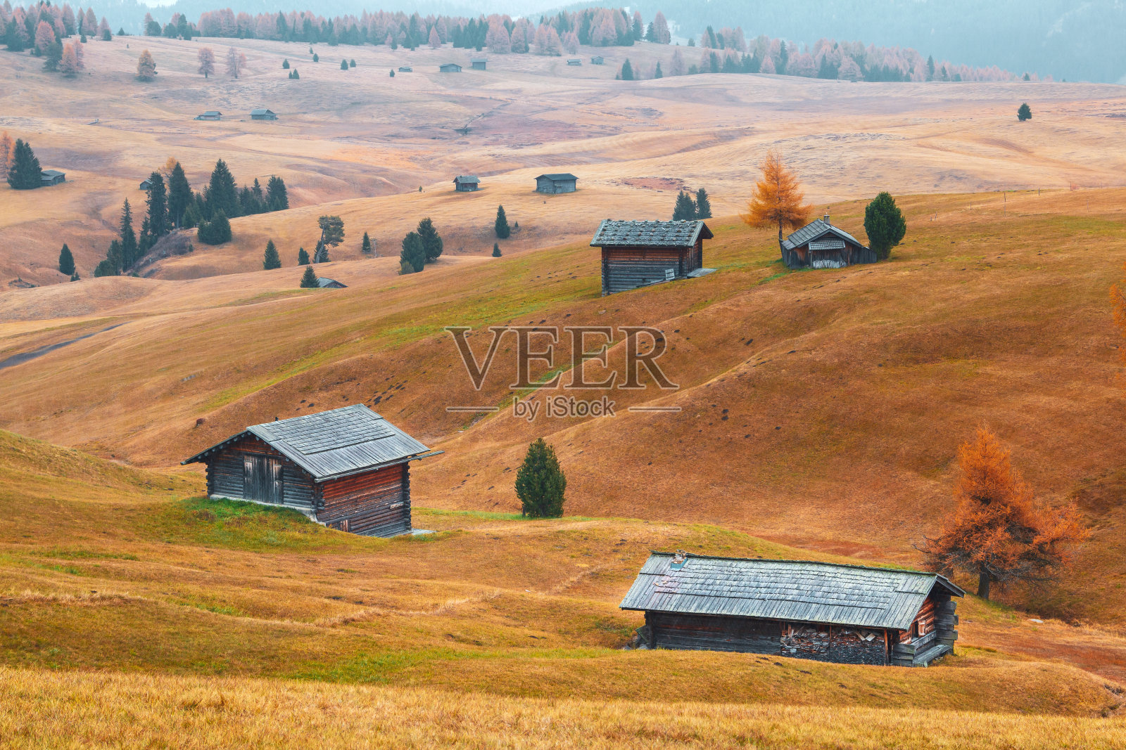舒适的秋天色彩细节在Alpe di Siusi (Seiser Alm)高山高原，松树在秋天的颜色的背景在白云石山脉Langkofel山照片摄影图片