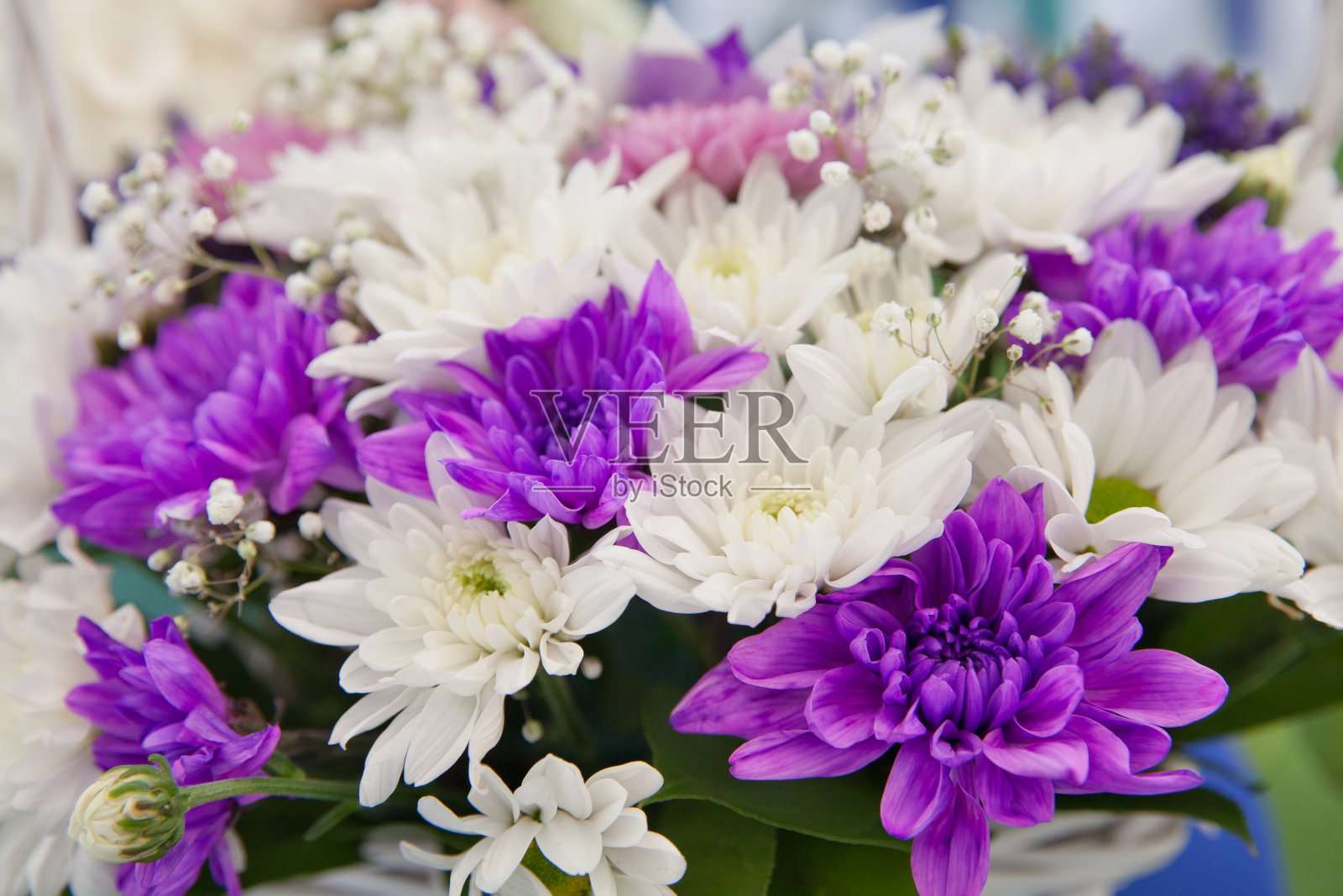 特写紫罗兰菊花花背景照片摄影图片