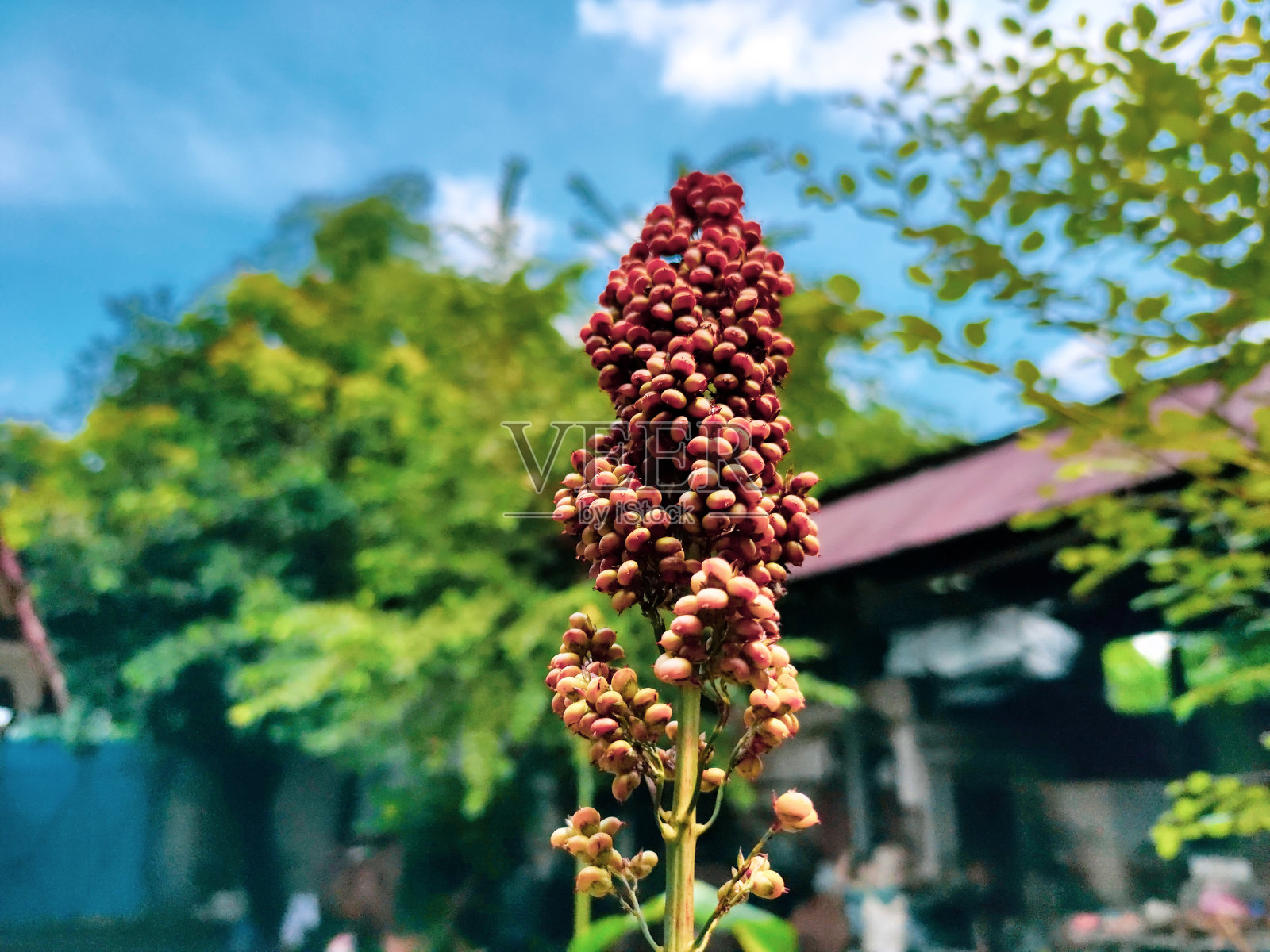 高粱谷粒成熟类似玉米，印尼蓝天照片摄影图片