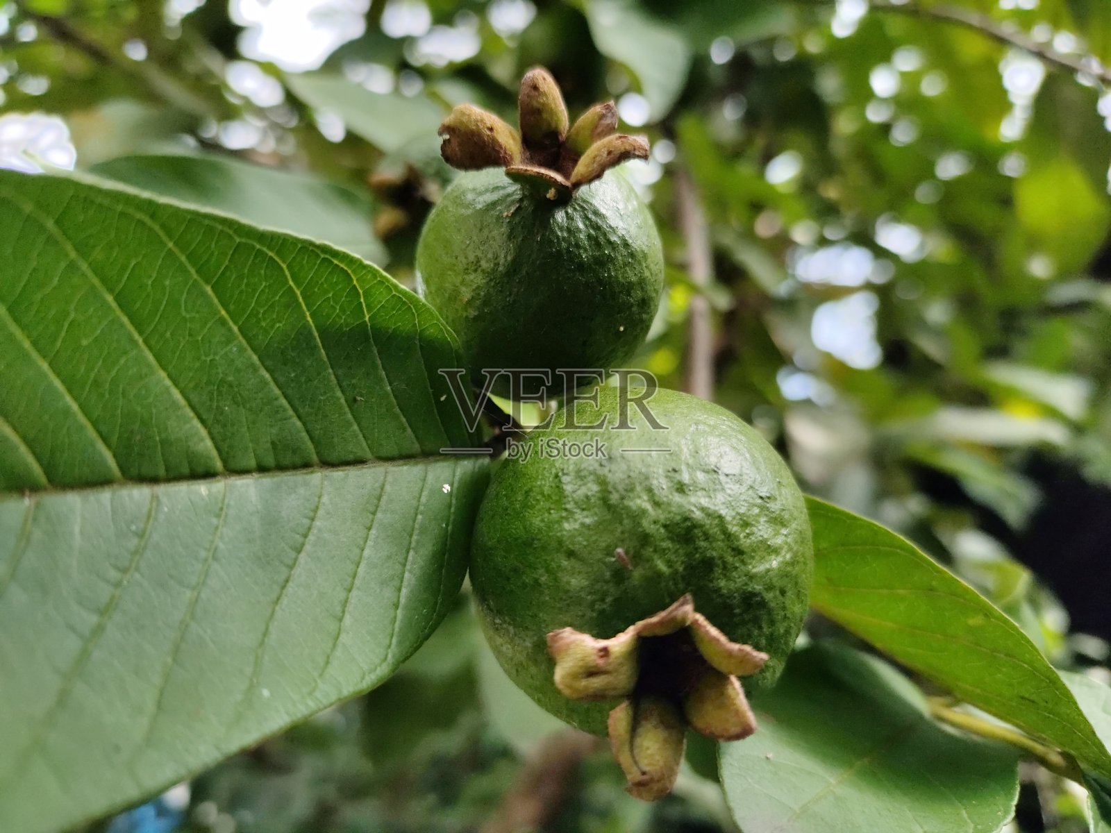 这种番石榴是印度尼西亚热带地区的特产。果实未成熟照片摄影图片