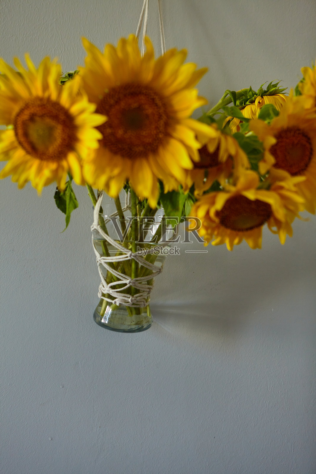花瓶里放着一束美丽的向日葵。花挂在墙上的流苏花瓶里照片摄影图片
