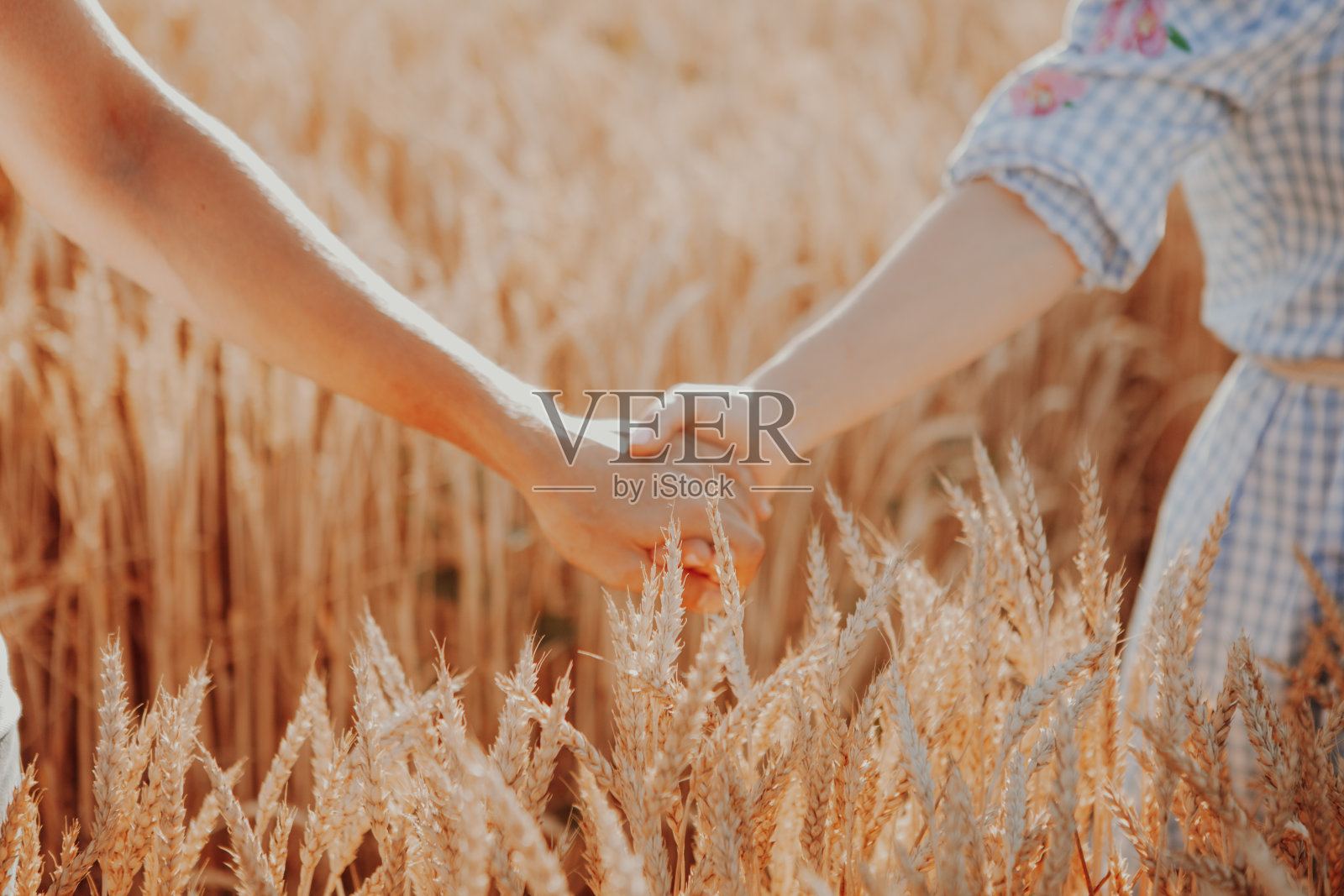 一对夫妇手牵着手一起走在大自然中。概念爱情，日期，情感。一对年轻夫妇，男人，女人，麦田照片摄影图片