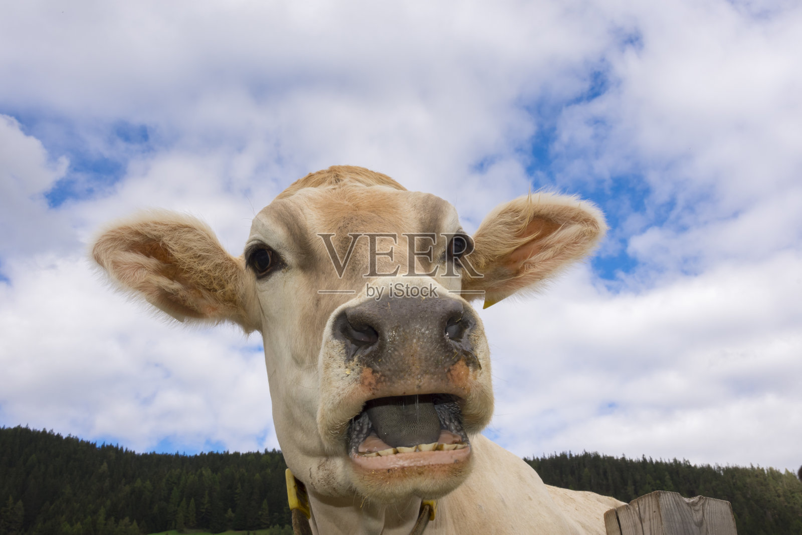 特伦蒂诺上阿迪杰布雷斯的奶牛照片摄影图片