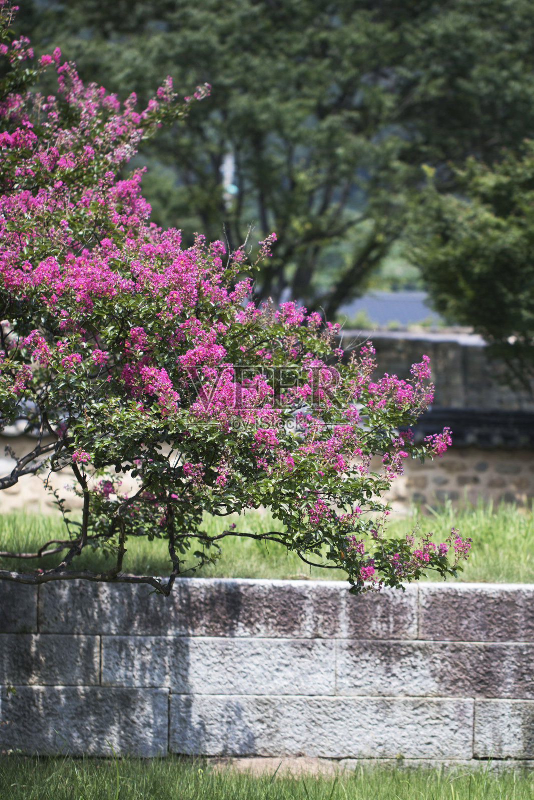 葡萄桃金娘照片摄影图片