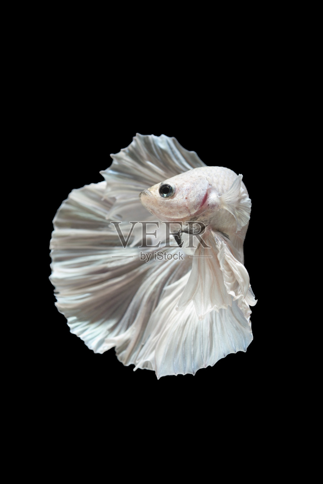 捕捉在黑色背景上孤立的暹罗斗鱼的移动时刻照片摄影图片