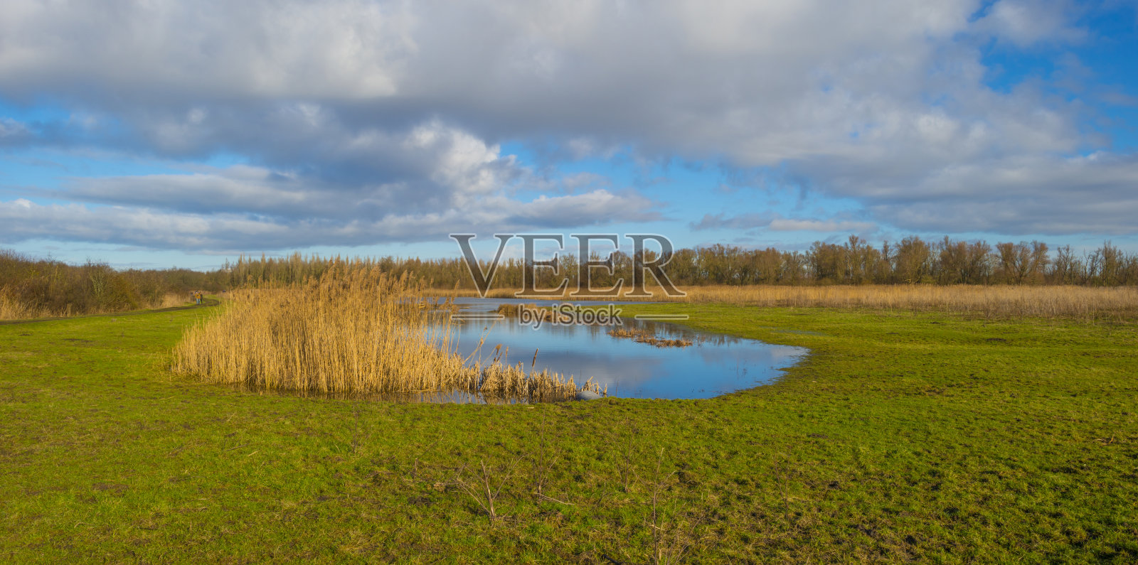 芦苇边的运河在一个绿色的草地景观湿地在阳光下的蓝天在冬天照片摄影图片