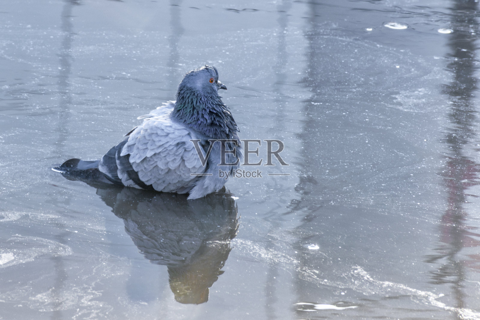 一只在泉水水坑里游泳的鸽子。照片摄影图片