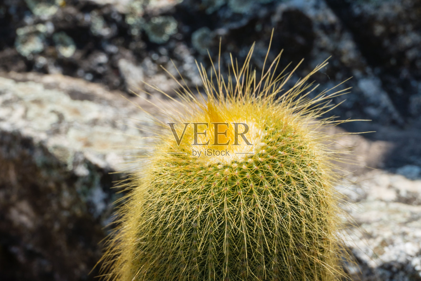 靠近仙人掌头照片摄影图片