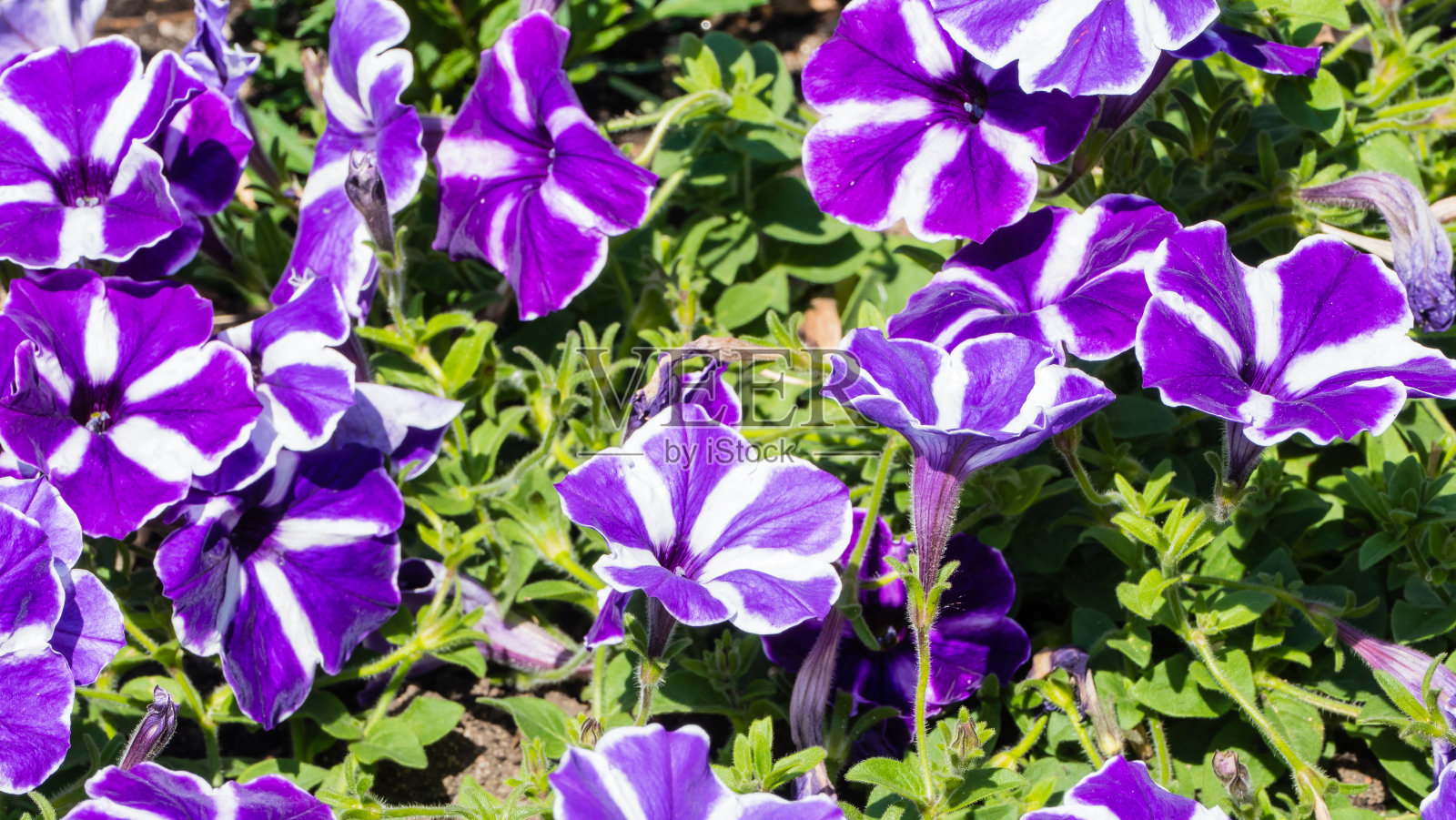花坛里的紫色堇菜照片摄影图片
