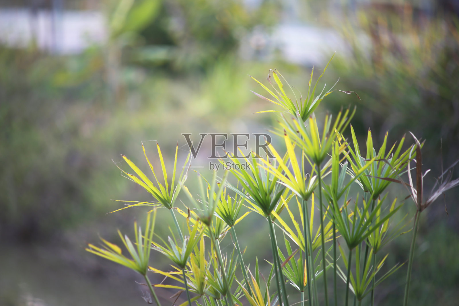 香附虫的近照照片摄影图片