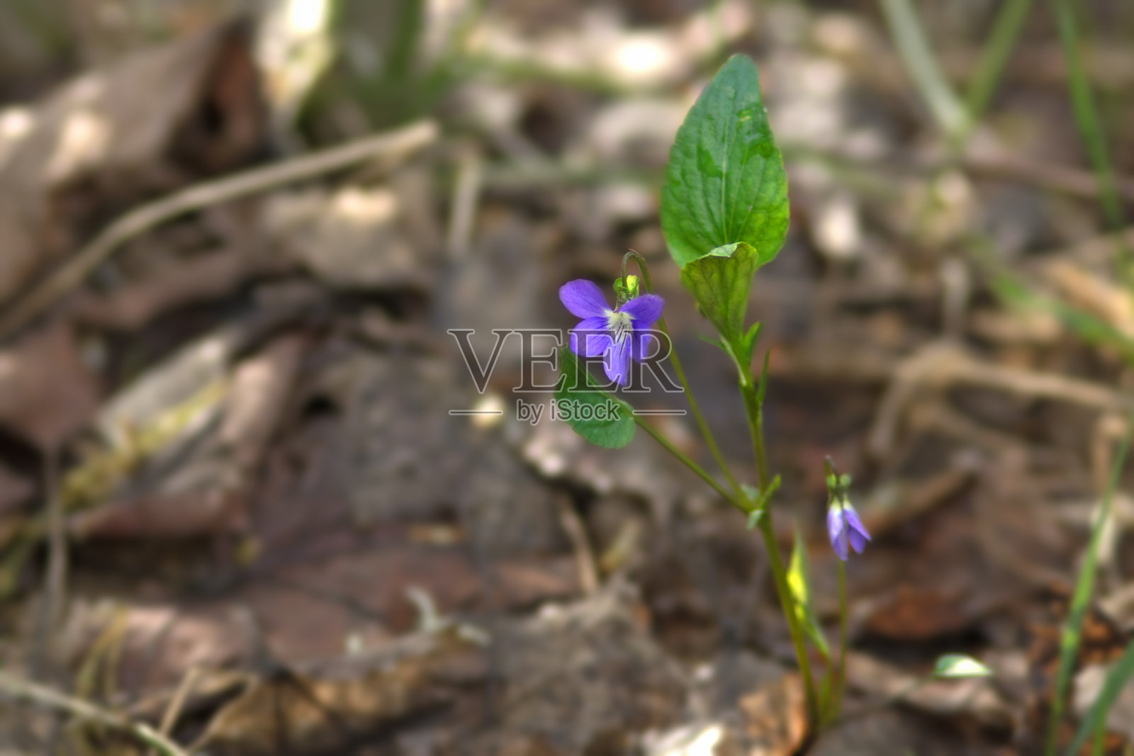药用植物。野紫罗兰在春天的森林里。背景模糊照片摄影图片