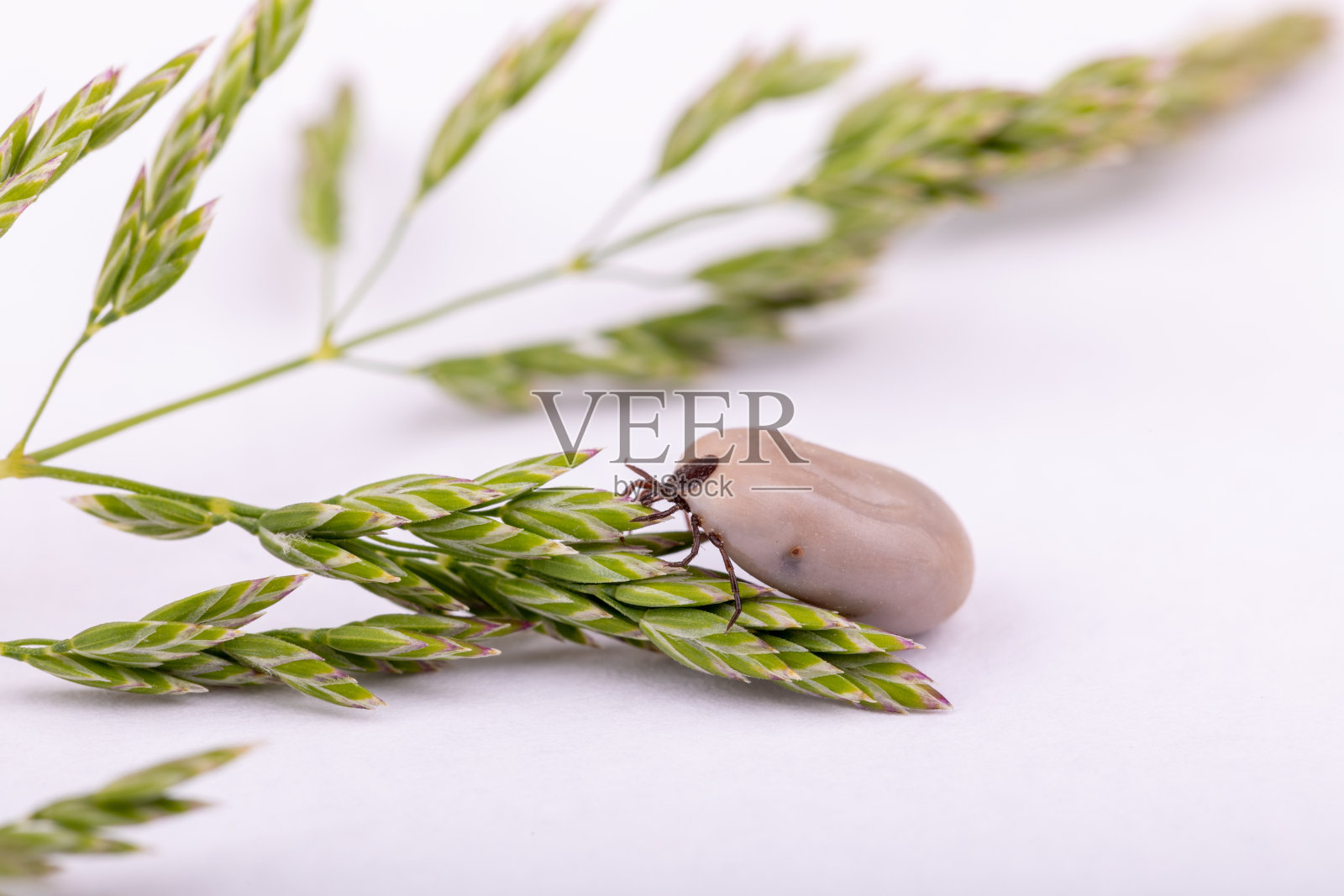 蜱虫危险的昆虫照片摄影图片