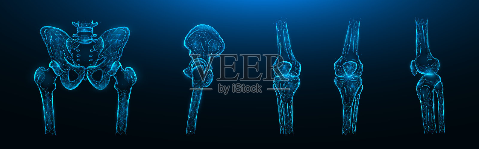 多边形矢量插图的骨骼的骨盆，髋关节和膝关节在深蓝色的背景。人体骨骼解剖医学模板。设计元素图片