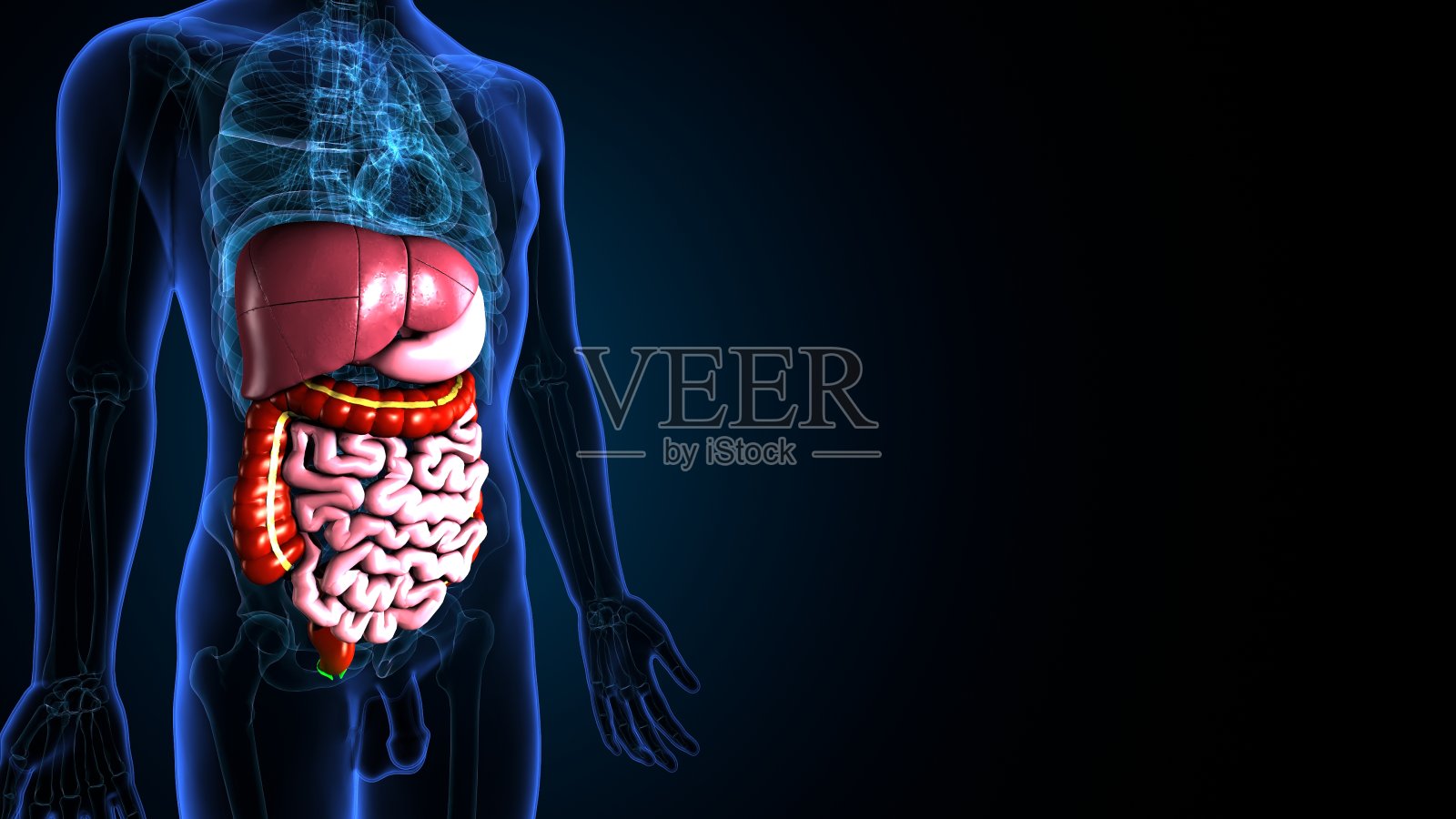 人体消化系统解剖学。3d插图照片摄影图片