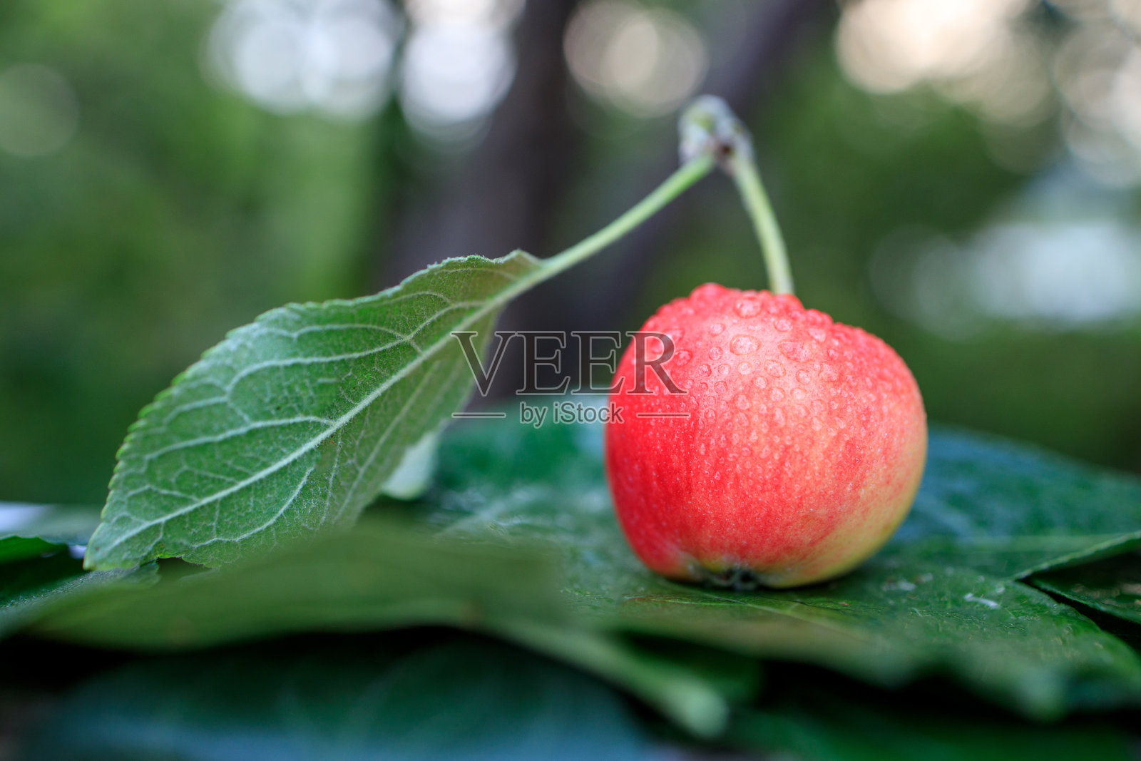 红苹果绿叶，景深浅照片摄影图片