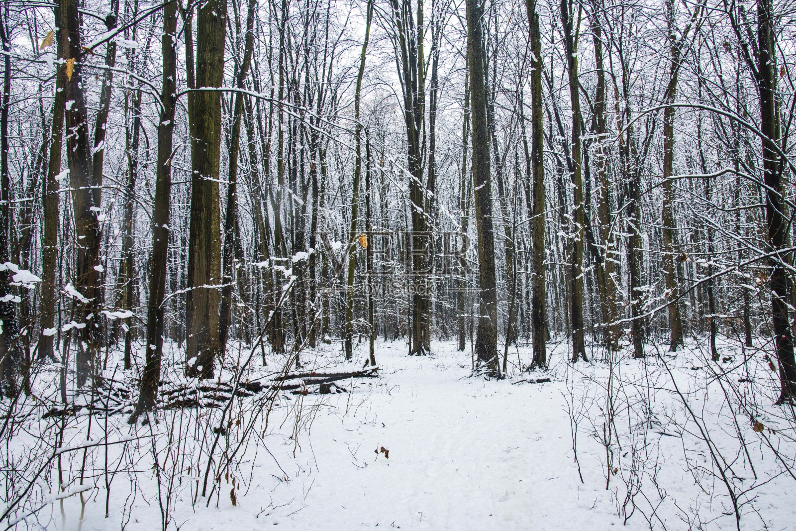 冬天的风景与飘落的雪。32、雪林，雪花正在飘落。圣诞冬季新年背景壮丽景色。寒冷的温度照片摄影图片