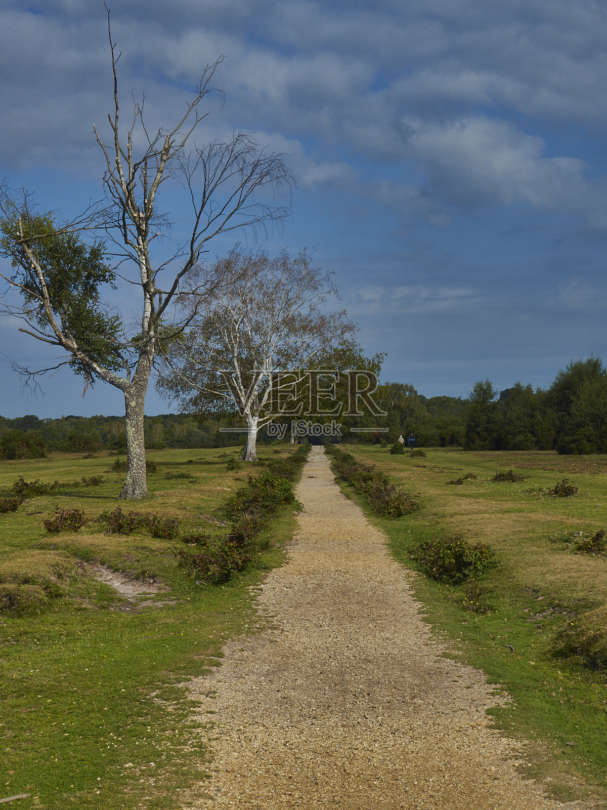 穿越新森林2照片摄影图片