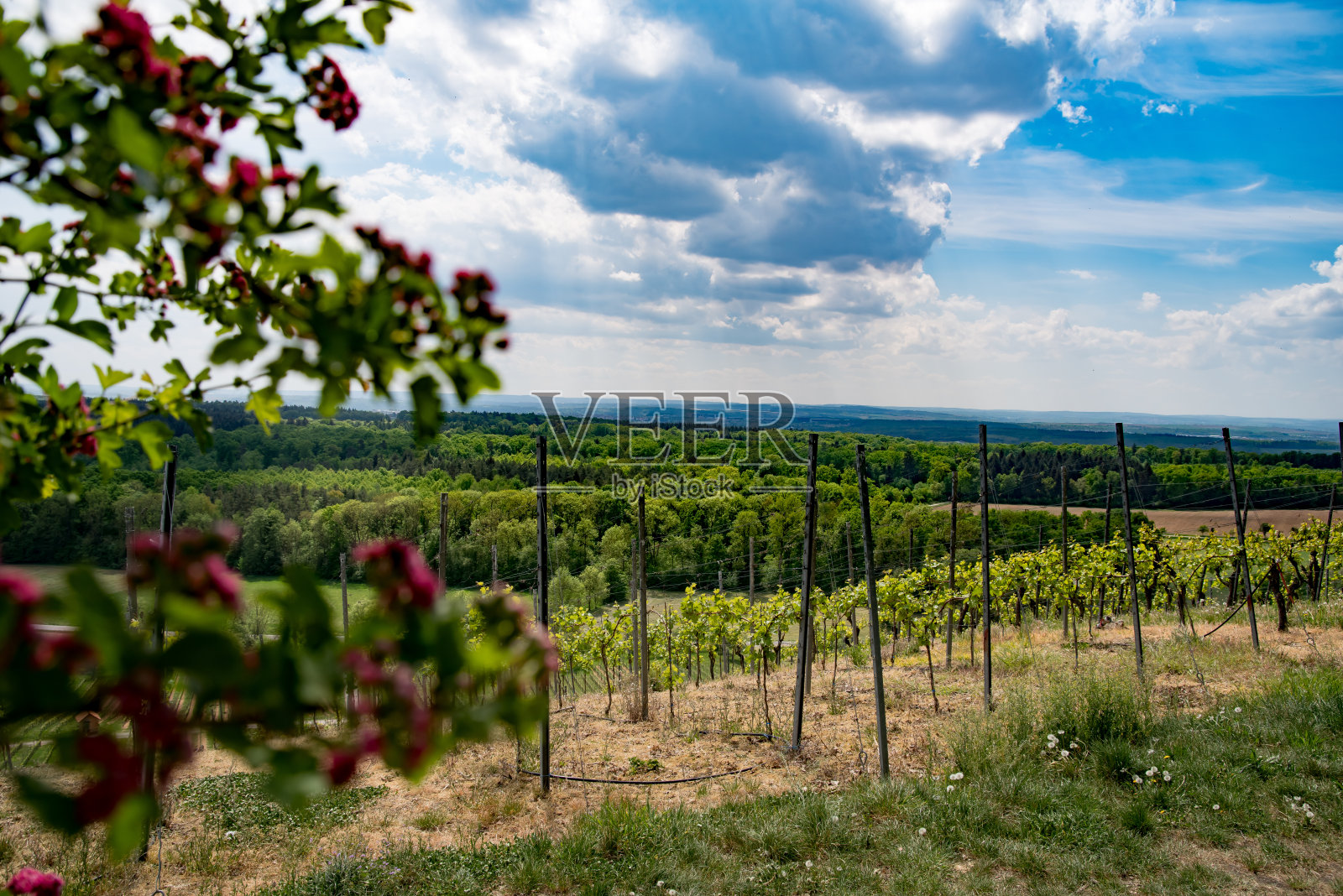 从葡萄园往平原看，阴沉的天空下有许多森林照片摄影图片