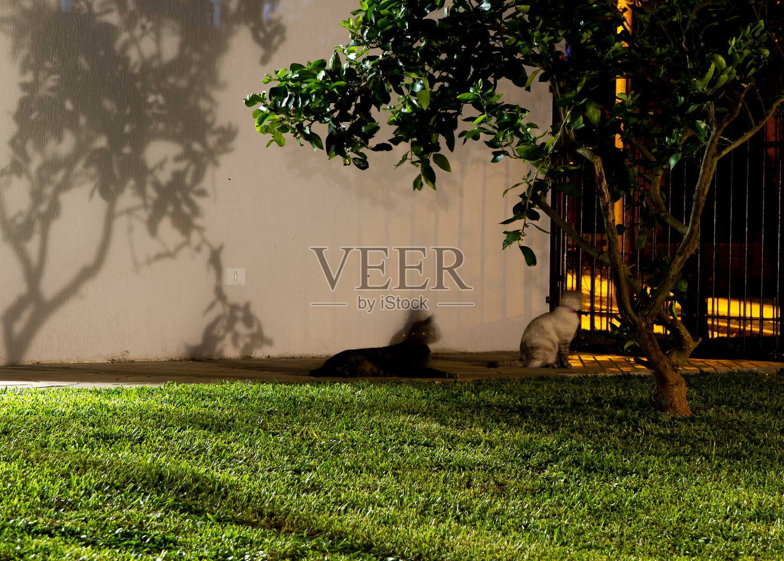 猫在晚上照片摄影图片