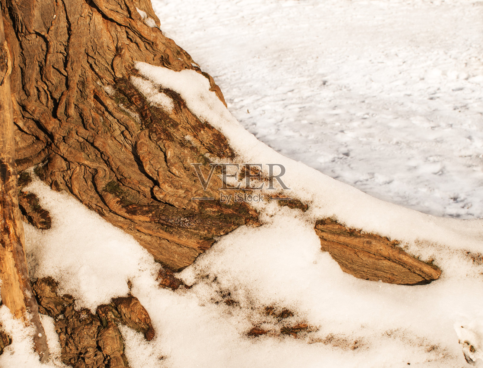 柳树树皮质地，根近照片摄影图片