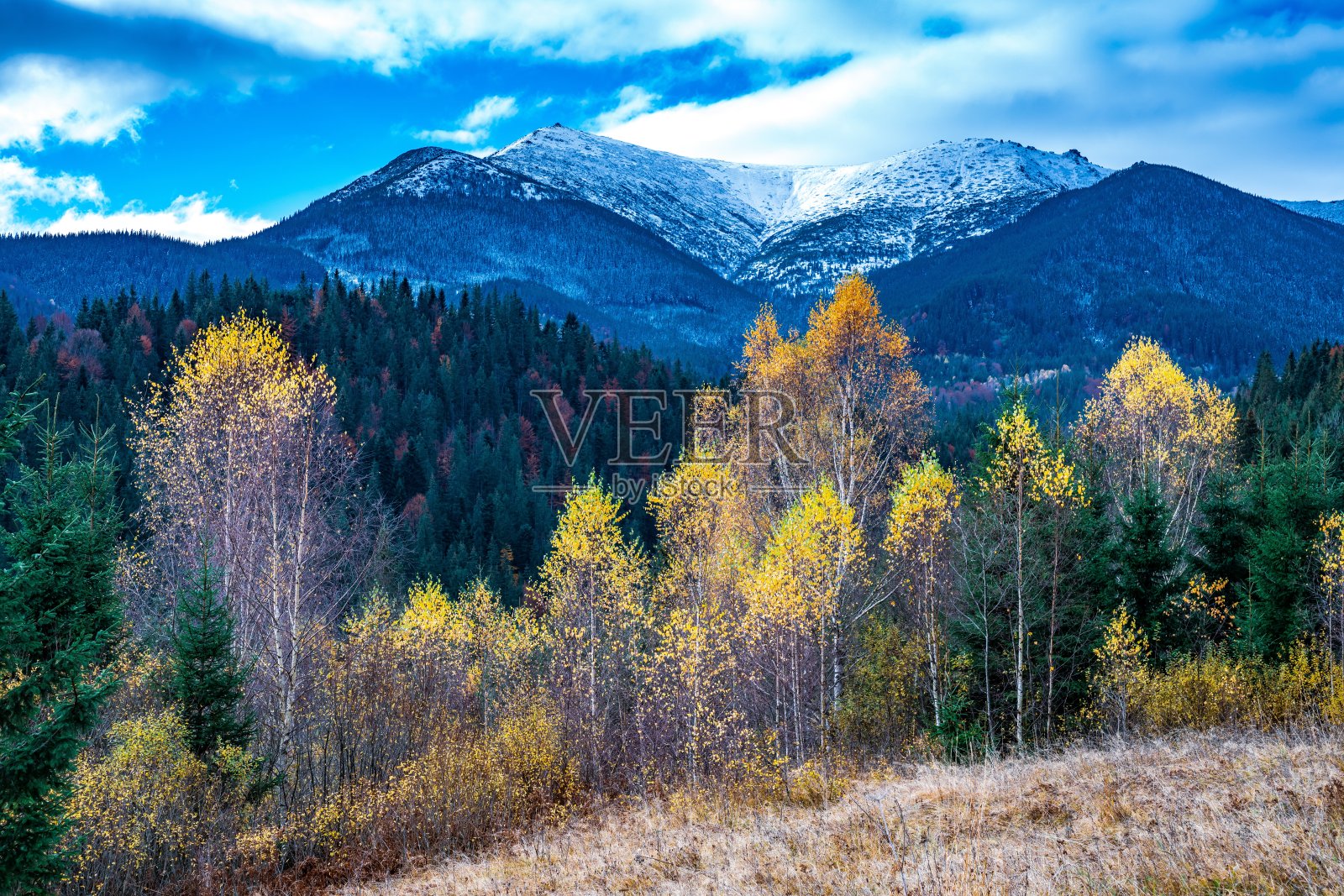 五光十色的森林在美丽温暖的秋天照片摄影图片