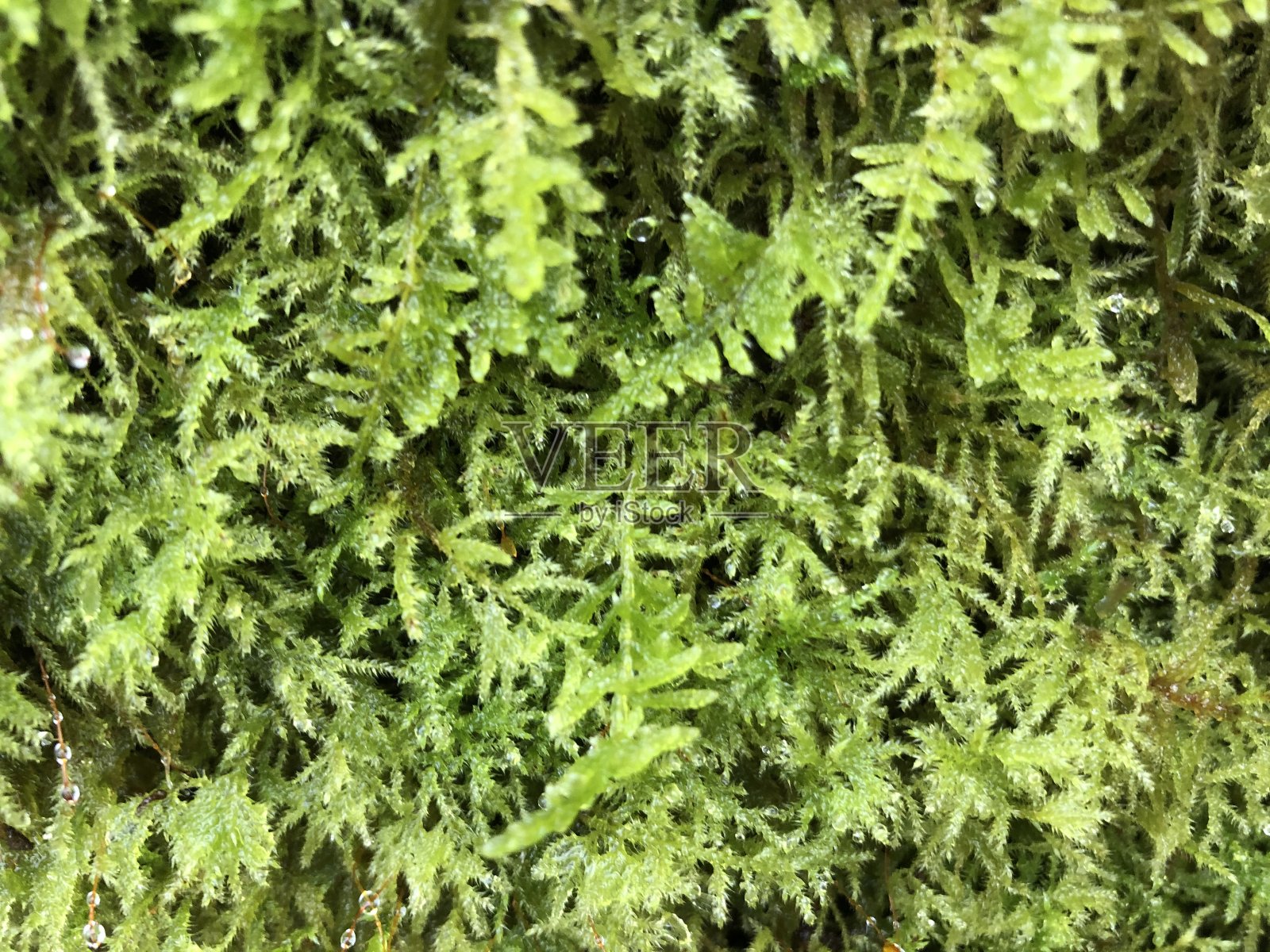 森林里的泡沫照片摄影图片