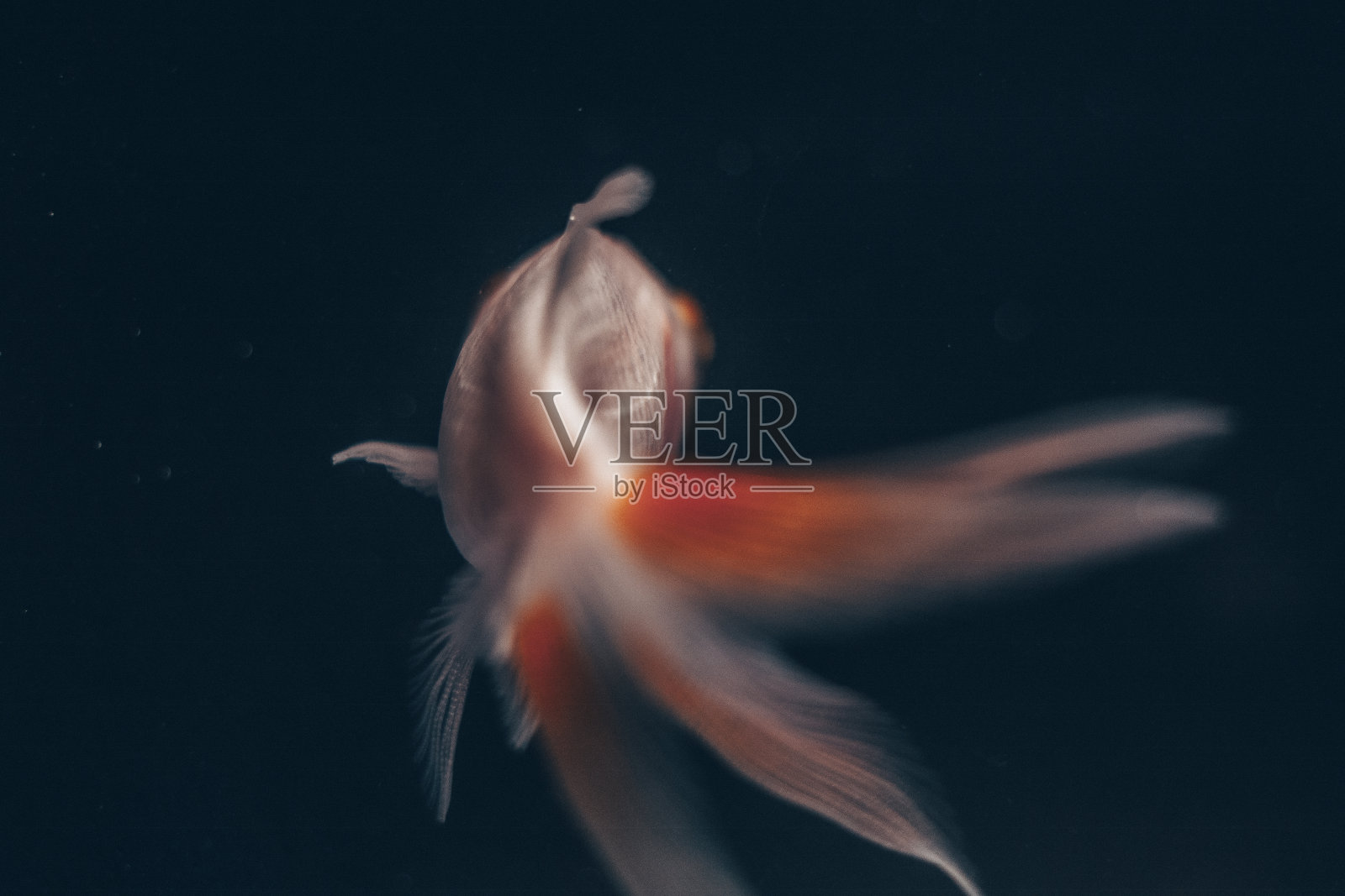 金鱼风景照片摄影图片