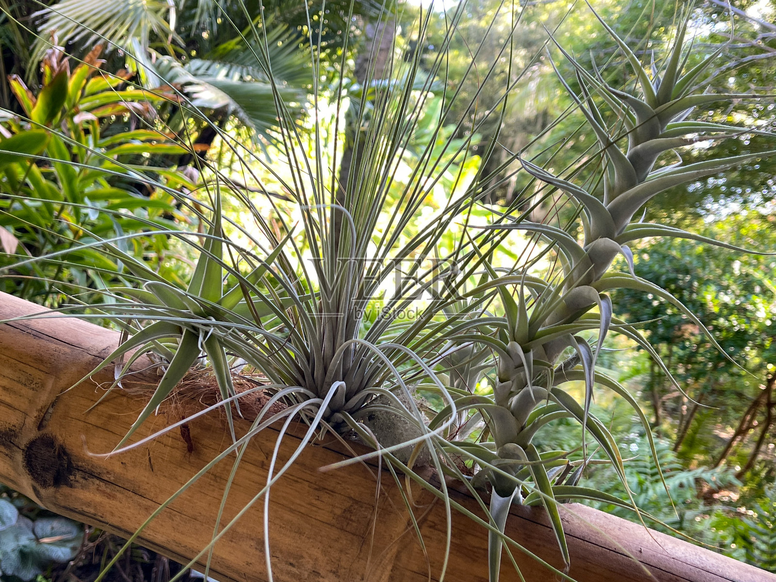 在一个热带植物园的木制栏杆上，一个带有模糊背景的空中植物的宏观视图照片摄影图片