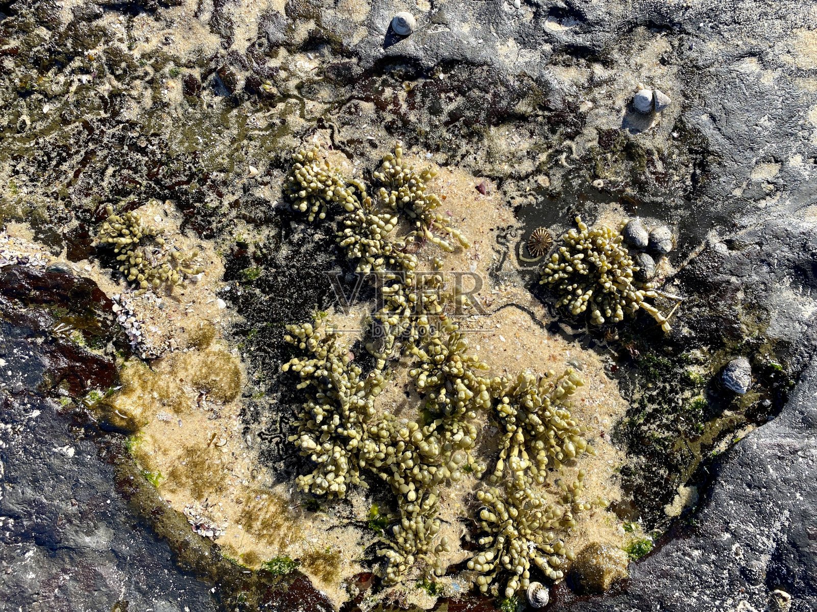 咸水岩石池和海藻照片摄影图片