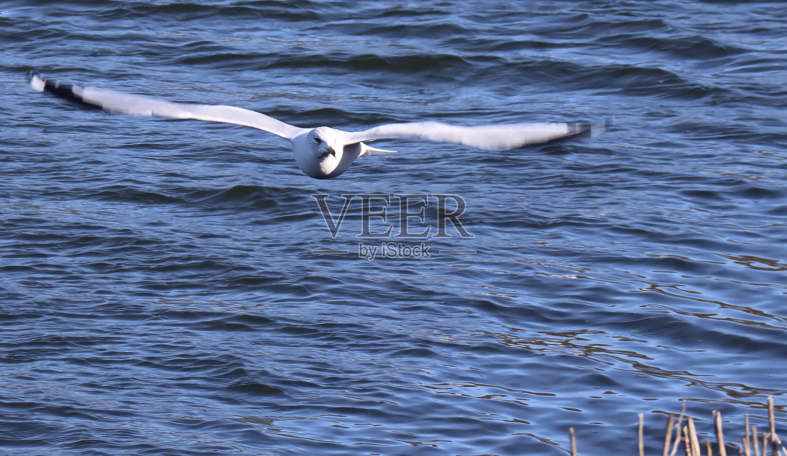 海鸥飞照片摄影图片