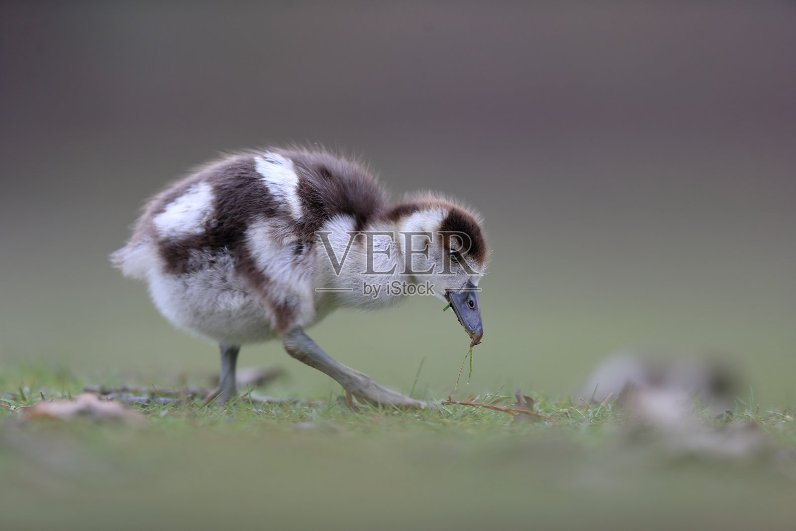 埃及小鹅照片摄影图片