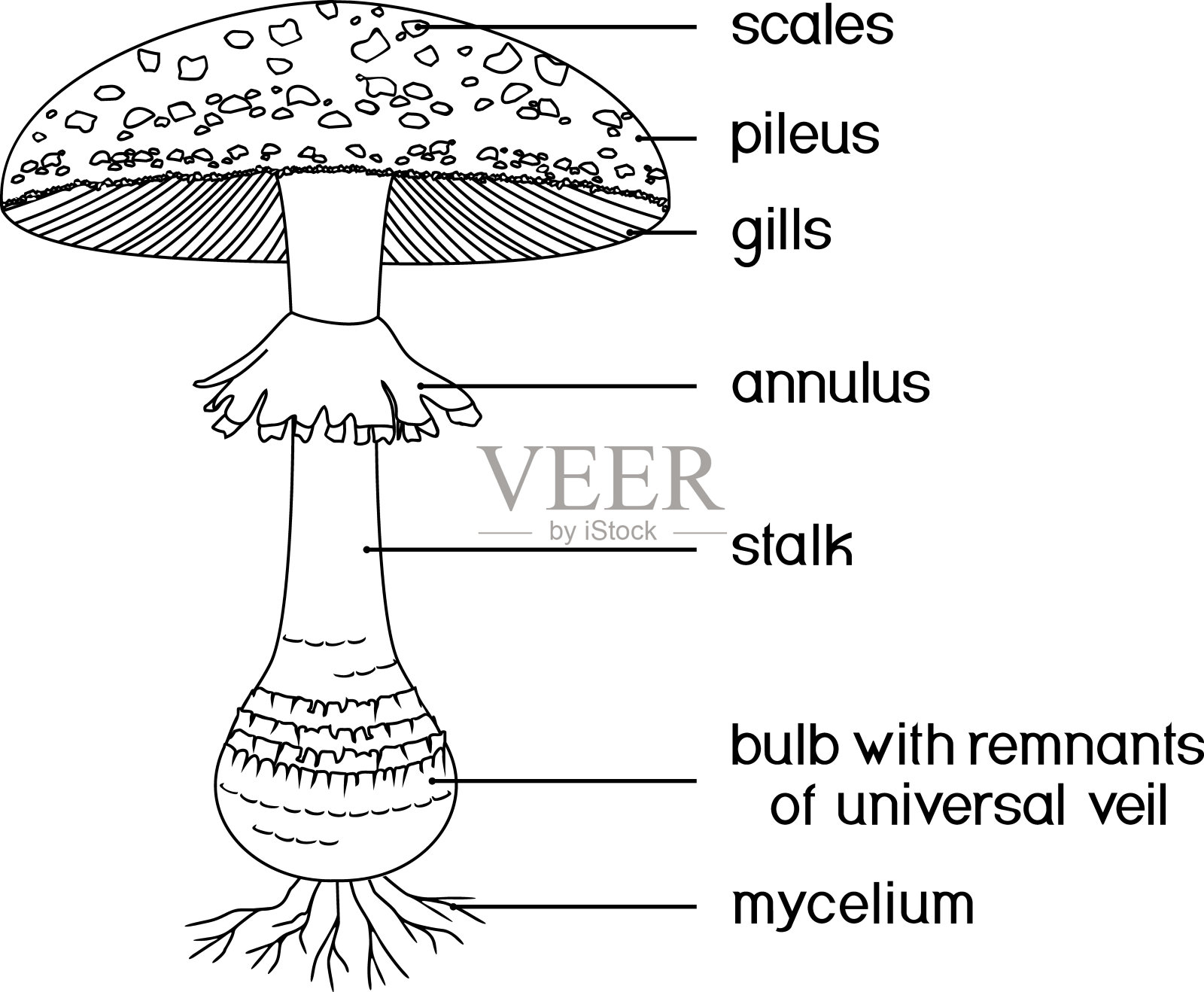 在白色背景上分离的蝇木耳(鹅耳菌)子实体结构的着色页插画图片素材