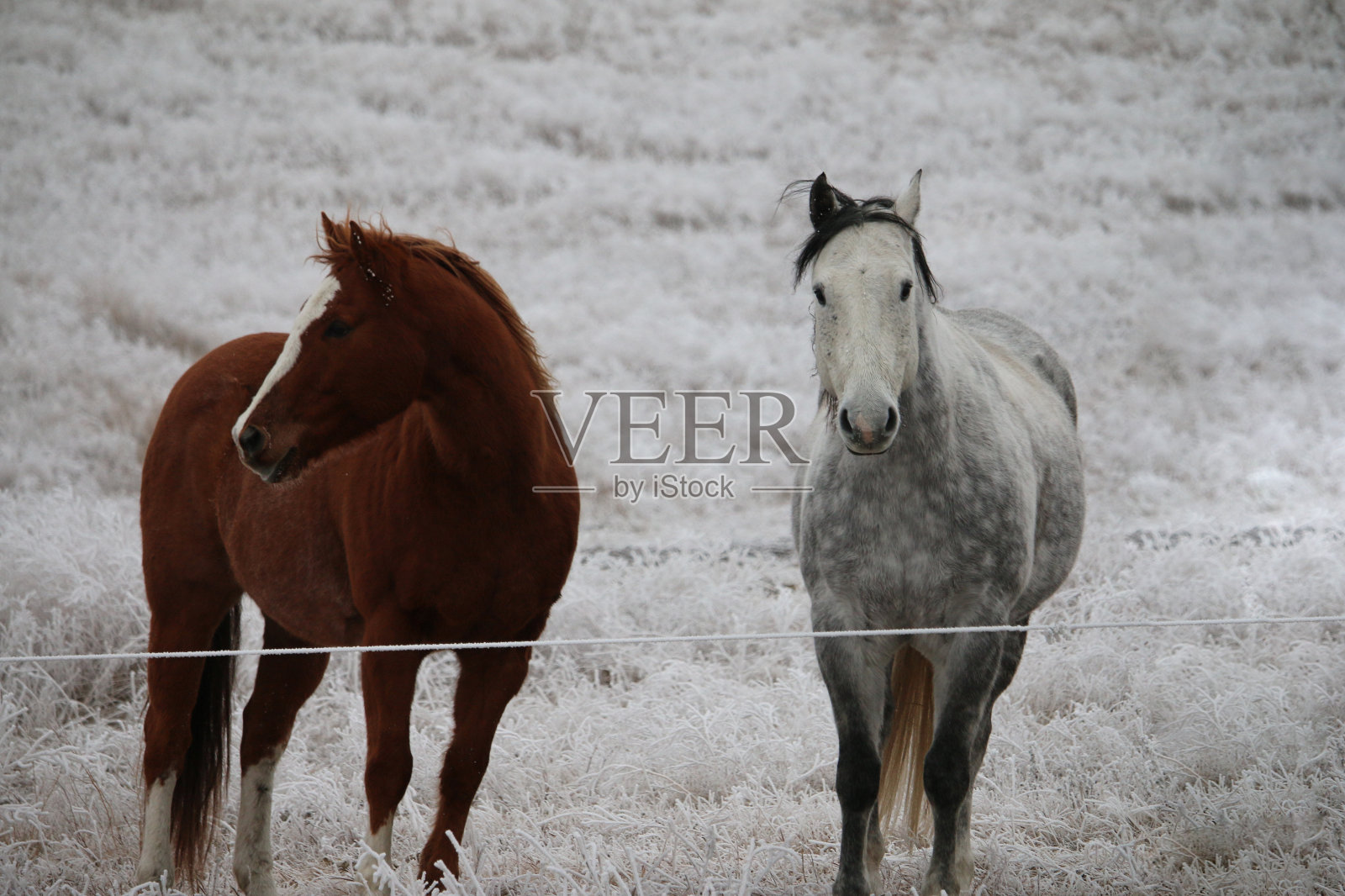两匹冰冻的夸特马照片摄影图片