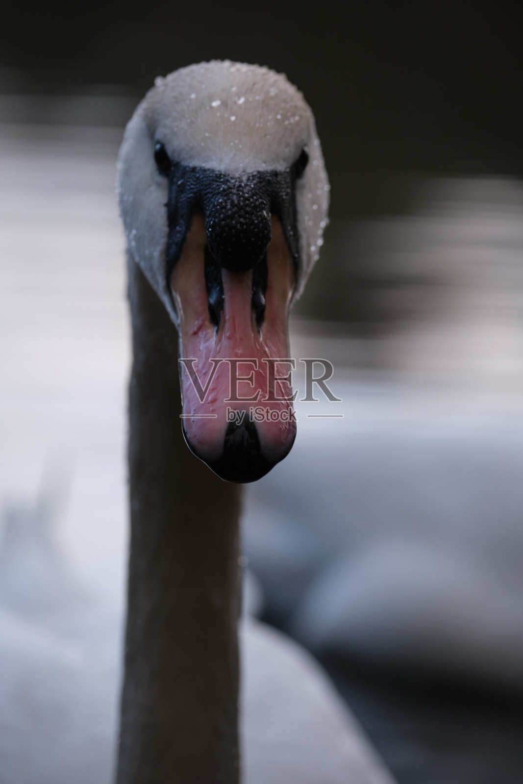 天鹅。照片摄影图片