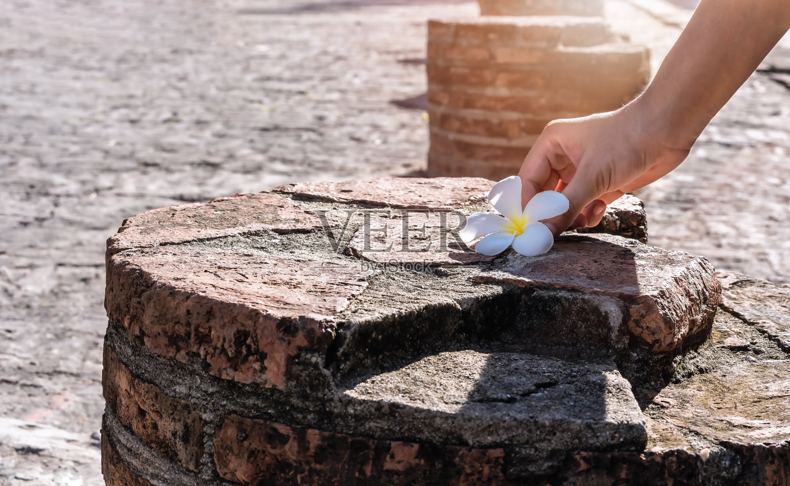 女子手的特写，拾起一朵白花或里拉瓦迪花在古石上，在清晨阳光下的砖地背景上。拯救世界为我们的手的理念照片摄影图片