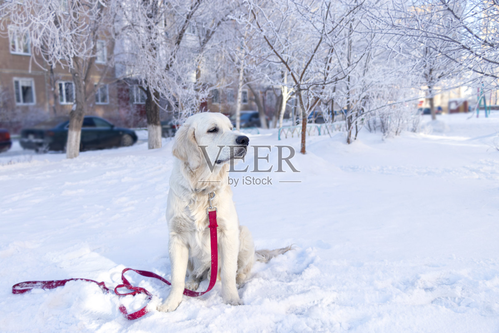 雪地上拴着红色皮带的白狗。冬天和金毛猎犬一起散步照片摄影图片