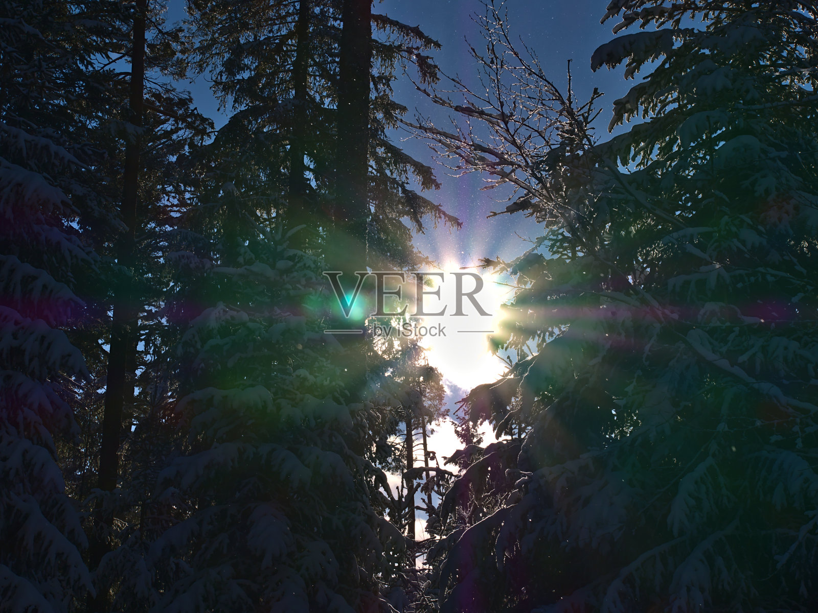 明亮的阳光穿过白雪覆盖的针叶树森林，靠近科尼比斯，弗罗伊登施塔特，德国的黑森林在冬季可见降雪。照片摄影图片