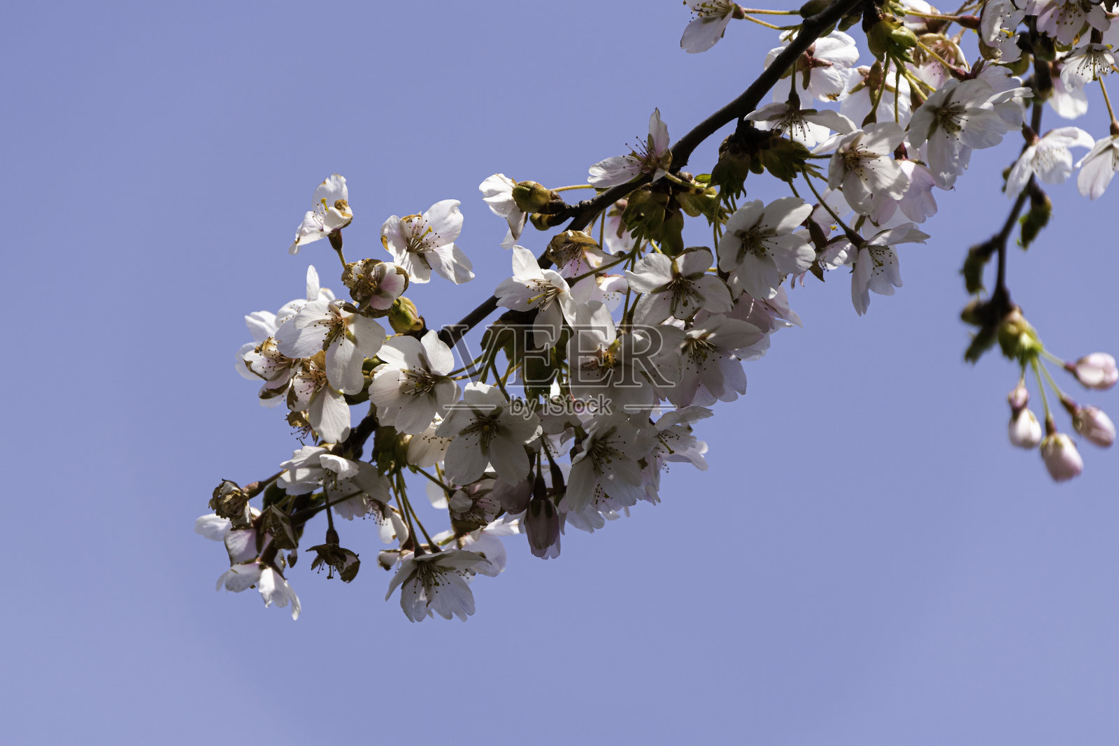 樱花照片摄影图片