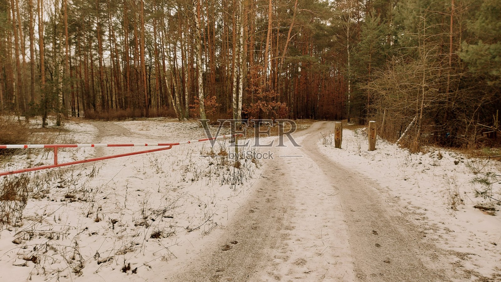 森林的路径,障碍照片摄影图片